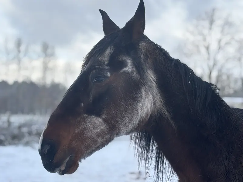 Paard in winterlandschap