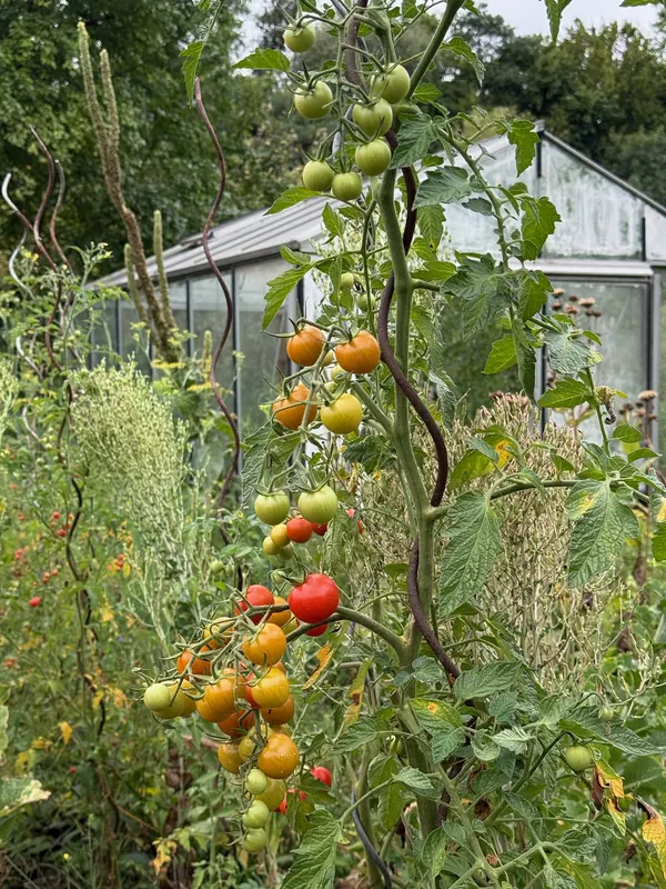 Tomaten in de serre van de samentuin